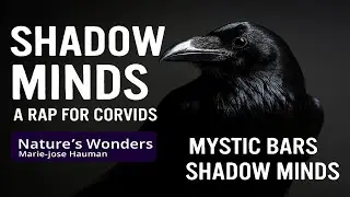 Shadow Minds #shadowmind #smartbirds #natureswondersmariejosehauman #animalintelligence