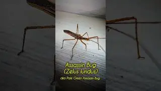 Adorable Assassin Bug #shorts #insects