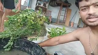 Guppy mini pond maintenance and setup