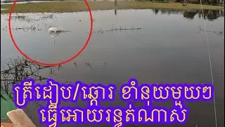 Fun Fishing for Snakehead Fish in Tonle Sap Great Lake of Cambodia 