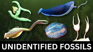 Bizarre Fossils That Science Still Can&rsquo;t Explain