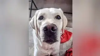 THINKING ABOUT GETTING A LABRADOR RETRIEVER? THIS IS WHY YOU SHOULD