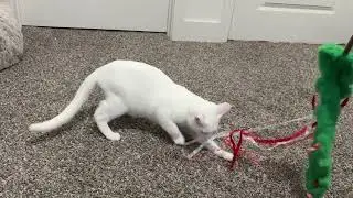 My kitten LOVES playing with 3 PCS Christmas Cat Wand Toy #cat #catplaying #kitten #kittenplaytime