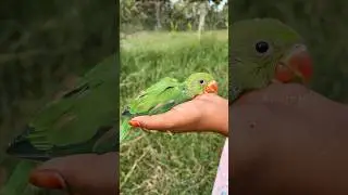 கிளி குஞ்சு🦜கீழ விழுந்துட்டு🧐 Parrot Chick Rescue #allwinjilly #shortsvideo #shorts