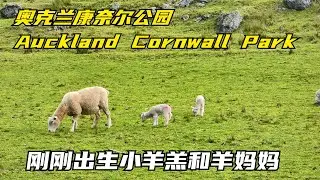 New born lambs, Auckland Cornwall park 2021