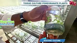 POMEGRANATE TISSUE CULTURE PLANT #fruit #fruitcutting #pomegranate