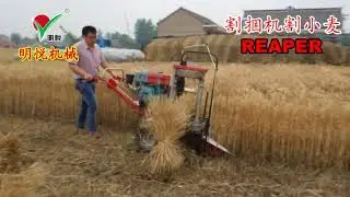 012  reaper binder harvesting wheat. China Mingyue Machinery.
