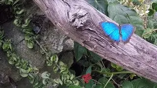Butterfly Rainforest