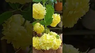 എൻ്റെ റോസ് പരിചരണം പാർട്ട് 3#watering #fungicide #humic#shortvideo