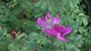 #Automn2020#,#Relaxation#,#happyday#,#flower#,#осень2020#,#цветы#