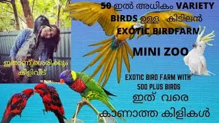 ഞെട്ടിക്കുന്ന BIRDS കളക്ഷൻസ്  ആയി  SARAS EXOTIC BIRDS FARM lഇത്രയും VARIETY ഇവിടെ മാത്രമേ കാണു