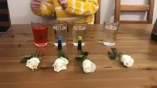 STEMWorld Educational Services - Flowers Drinking Water