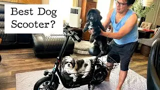 Gyroor C1S Electric Scooter with Dog Basket Assembly & Review | 4K Timelapse with Insta360 X5