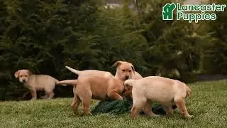 Lively Labrador Retriever Puppies