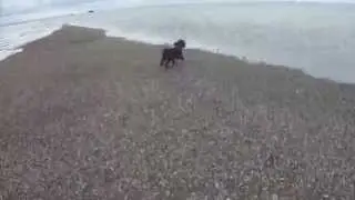 📽 appley beach - ryde - cockapoo dog walk - low tide  - isle of wight