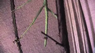 2nd generation Pharnacia ponderosa stick insects