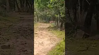 Male Mahadeshwara wildlife sanctuary