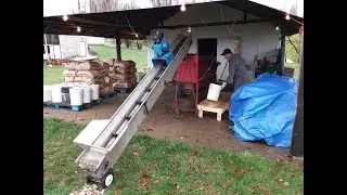 Dilts Wetzel Seed Potato Cutter in action