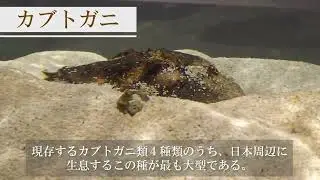 カブトガニ 【Gather Animals 紹介動画】