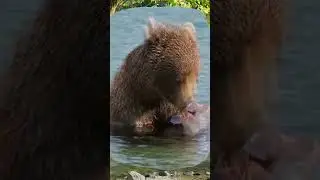 Got Fish, Eat Fish! | Wild Predators Feast on Fish 🐟🔥