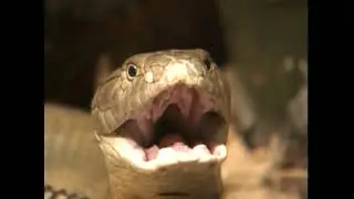 Animal Atlas season 1 Episode 1   Animal Appetites