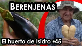 Огород Исидро #45. Баклажаны