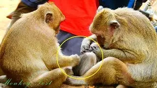 Wow wow !! Good brother Sweet pea grooming for young brother Polino