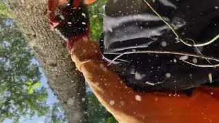 Tree Felling For A View in Glade Valley, NC (2023)