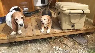 The adventures of bandit and copper dog 🐕