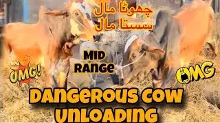 Northern Bypass Mandi Heavy Bachre Ki Unloading - Worst Unloading - Cow Mandi 2025 - Bakra Eid #cow