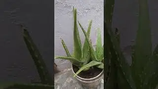 ALOE PUP GROWING FOR THE 1ST TIME 😍 #aloelover