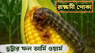 রাক্ষসী পোকাঃ ভুট্টার ফল আর্মি ওয়ার্ম । Evil Pests: Maize fruit army worm.