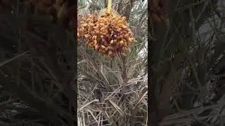 Eethakayalu Natural fruit | Smal forest | #Eethakayalu #rythubata