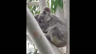 Koala #Shorts