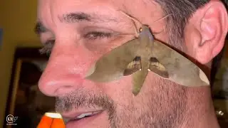 GIANT FICUS SPHINX MOTH FOUND!  ON MY FACE!