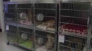 Dog Foster Program