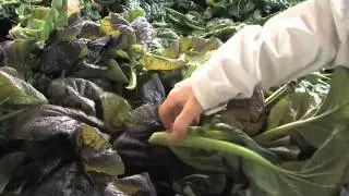 South Florida: Josh's Organic Market