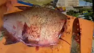 Чистка, разделывание и засолка леща