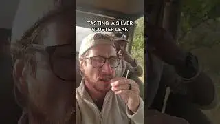 Tasting a silver cluster leaf