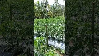 bell pepper farming