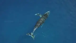 96 movie whale and bird theme music extended version