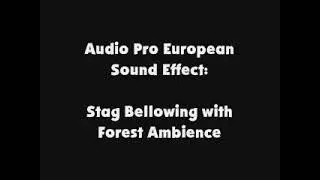 Audio Pro European SFX Stag Bellowing with Forest Ambience