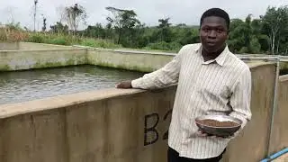 Fish farm by the Farm manager Eugene Iyoha