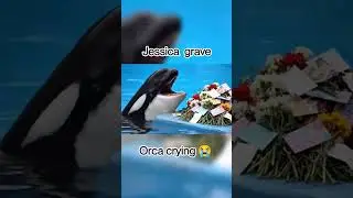 #rescue #shark #jessica #shorts #orca