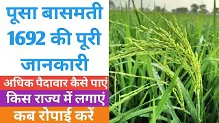बासमती धान की नई किस्म पूसा बासमती 1692 जो देती है बंपर पैदावार जाने सही और सटीक जानकारी #Pusa1692