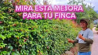 CERCAS VIVAS O SETOS