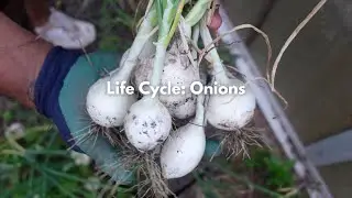 Life Cycle: Onions | EBLLC, Inc.