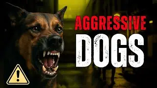 How to Fix a Dog's Aggressive Behavior Towards People | Try These Calm Behavior Training Techniques