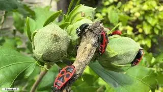 Firebugs and Shield Bug Nymphs Swarming My Hibiscus!