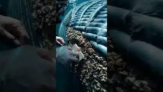 Diver Removes Barnacles from Whale 🐋 #whalecare #ocean #marineconservation